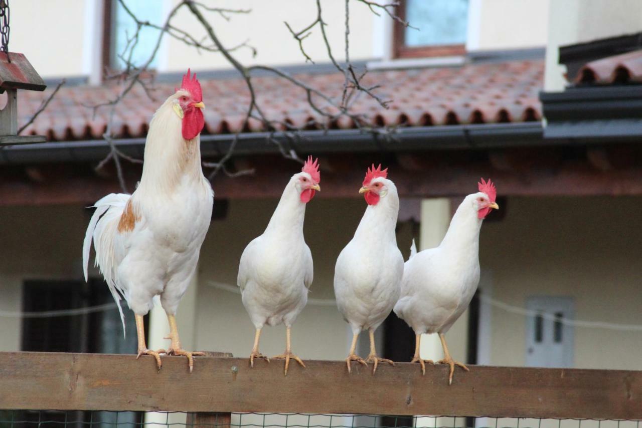 Country House Lokev Guest House Bagian luar foto
